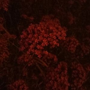 谢梓秋全见twitter
